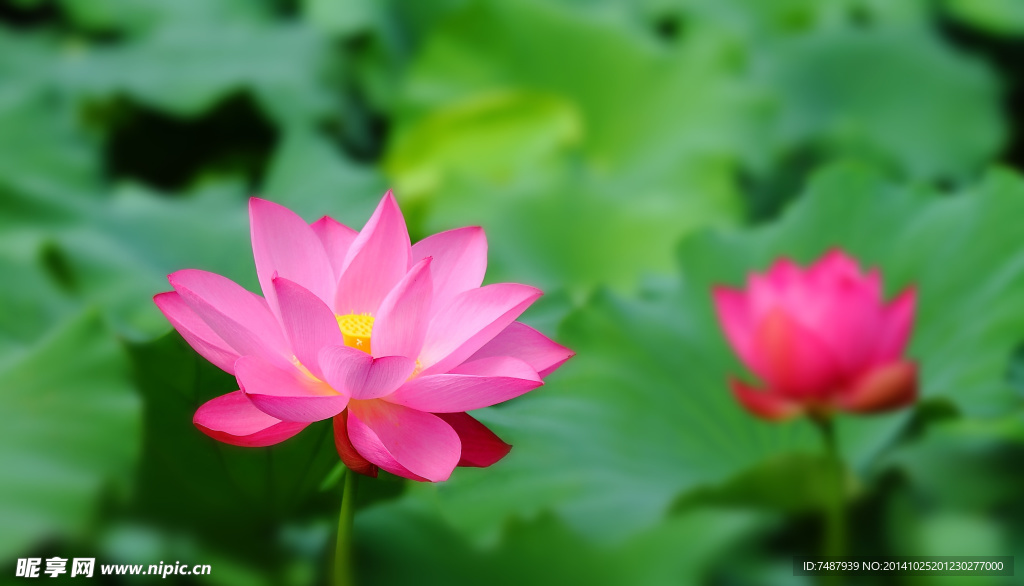 荷花