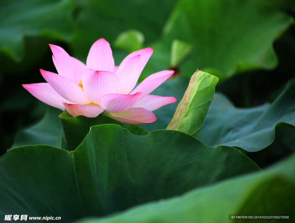 荷花