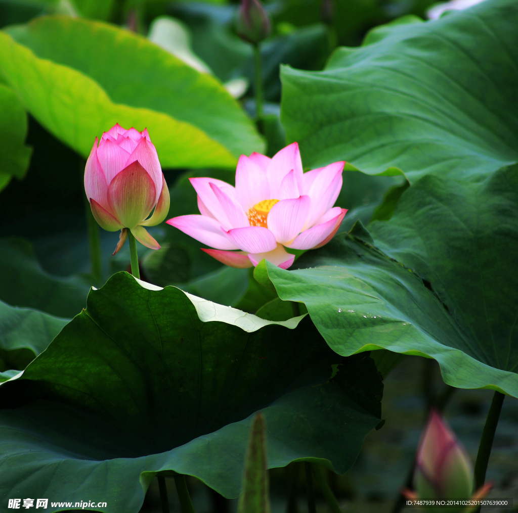 荷花