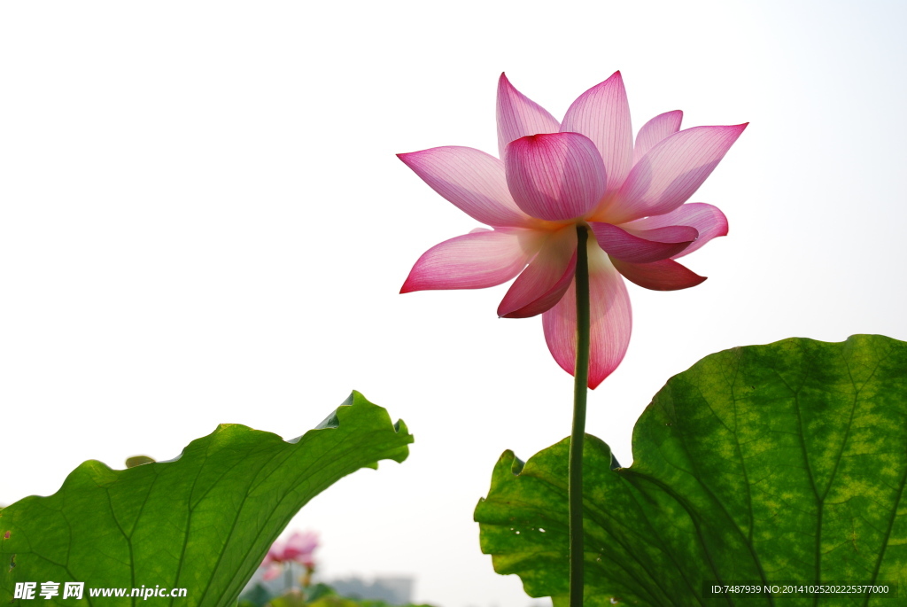 荷花