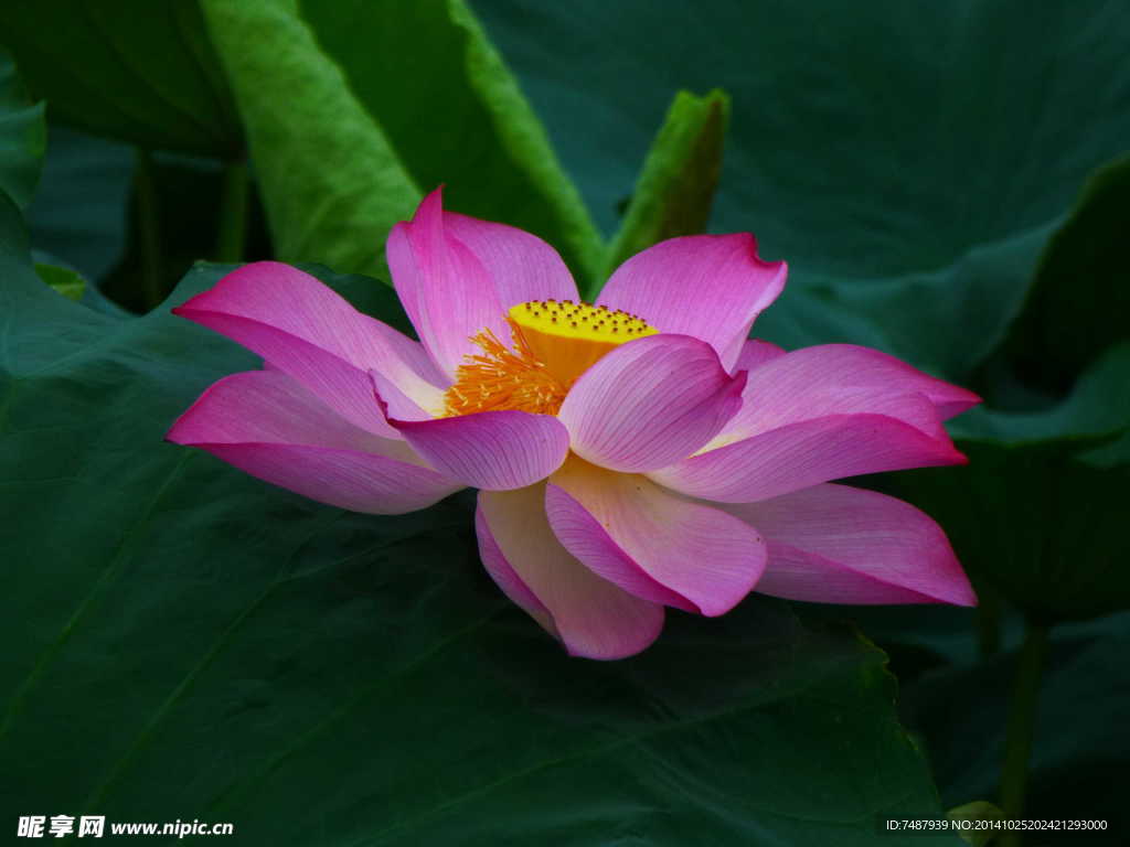 荷花