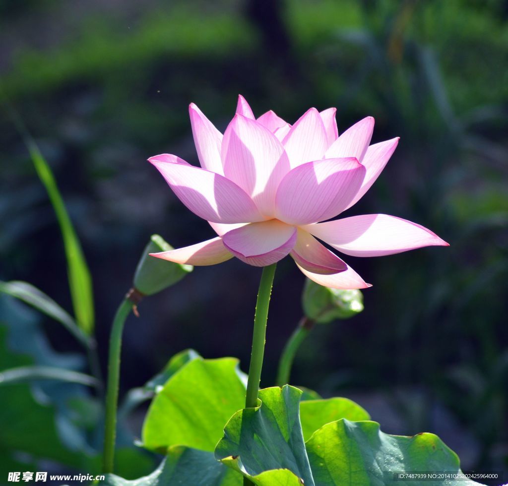 荷花