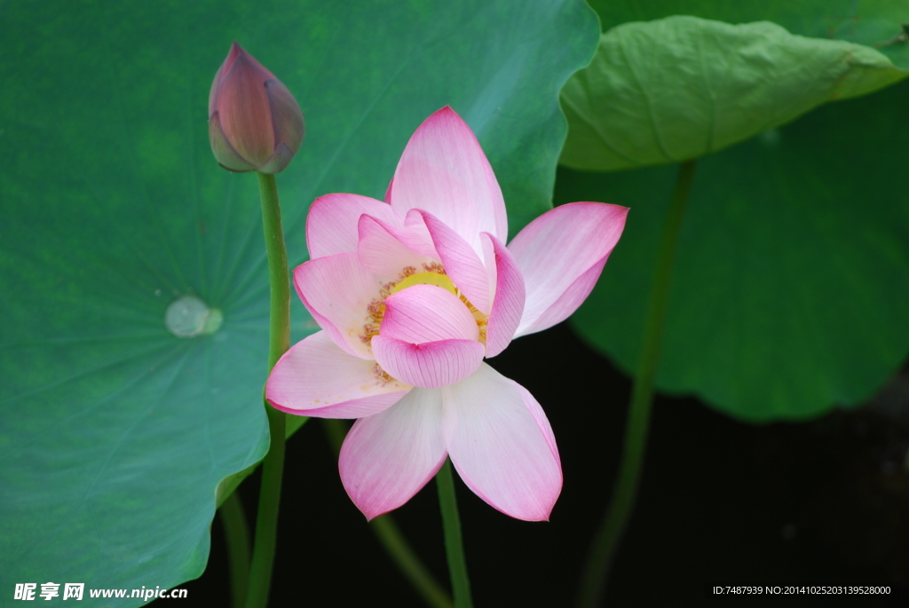 荷花