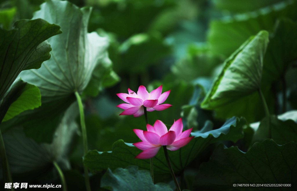 荷花