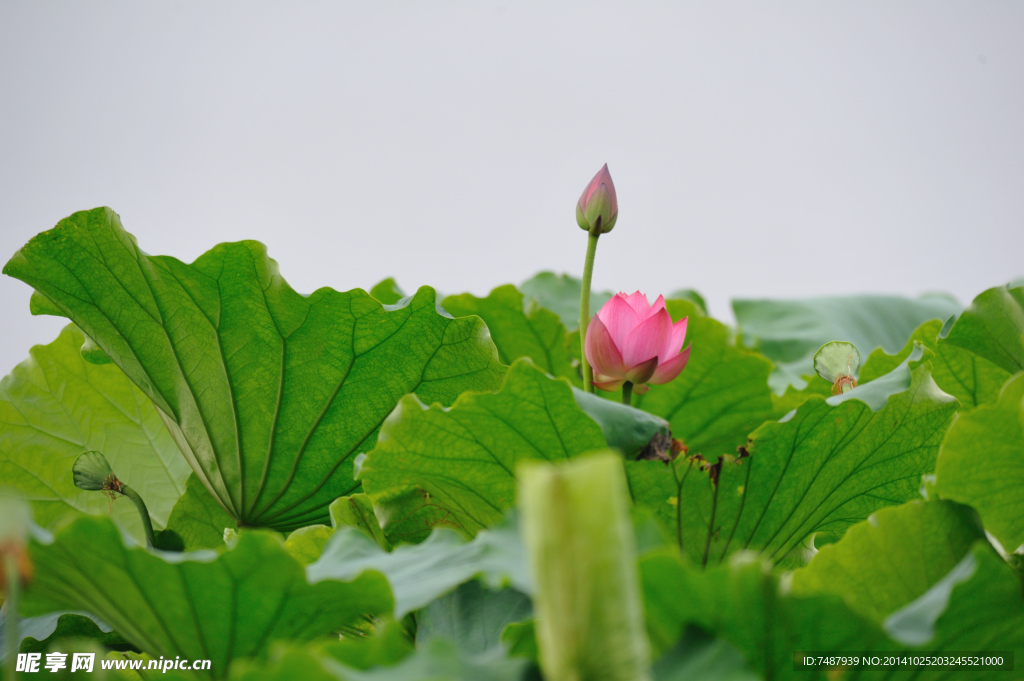 荷花
