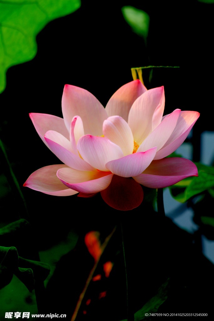 荷花