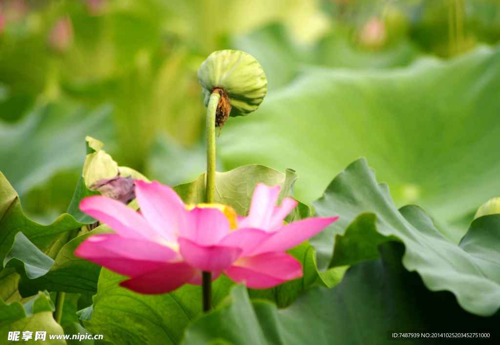 荷花