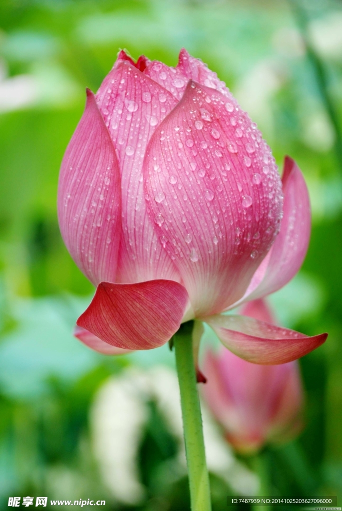 荷花