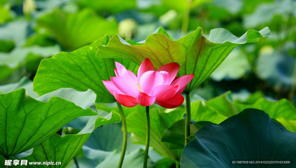 荷花