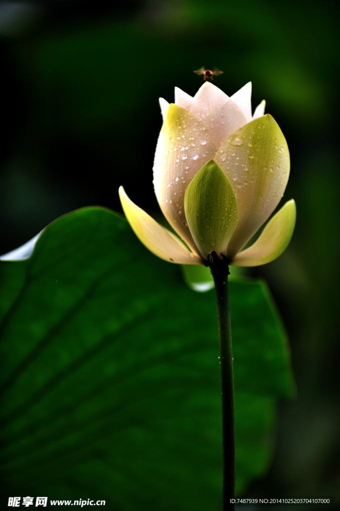 荷花