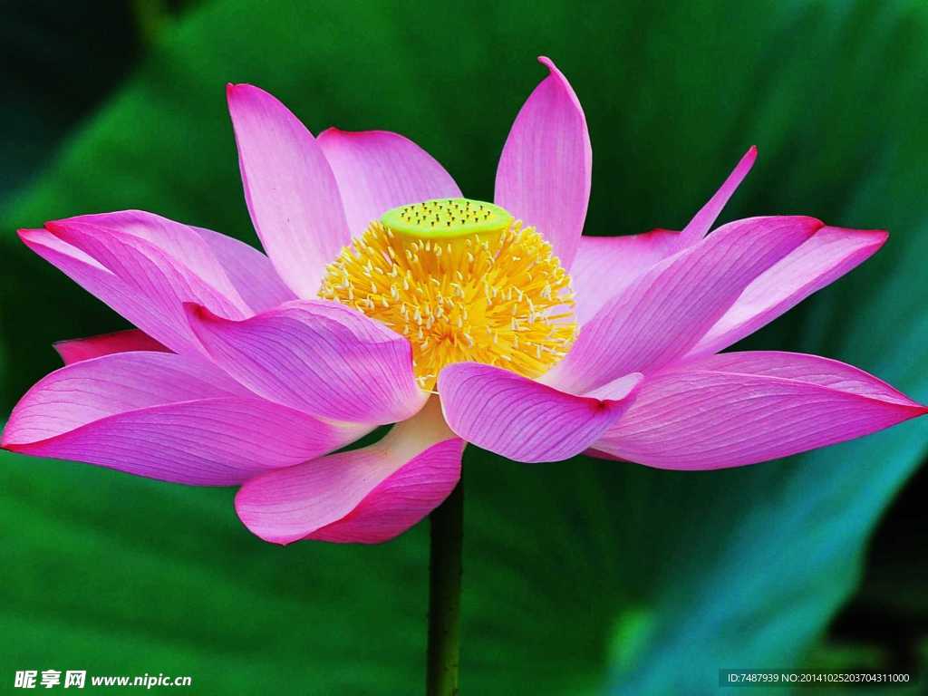 荷花