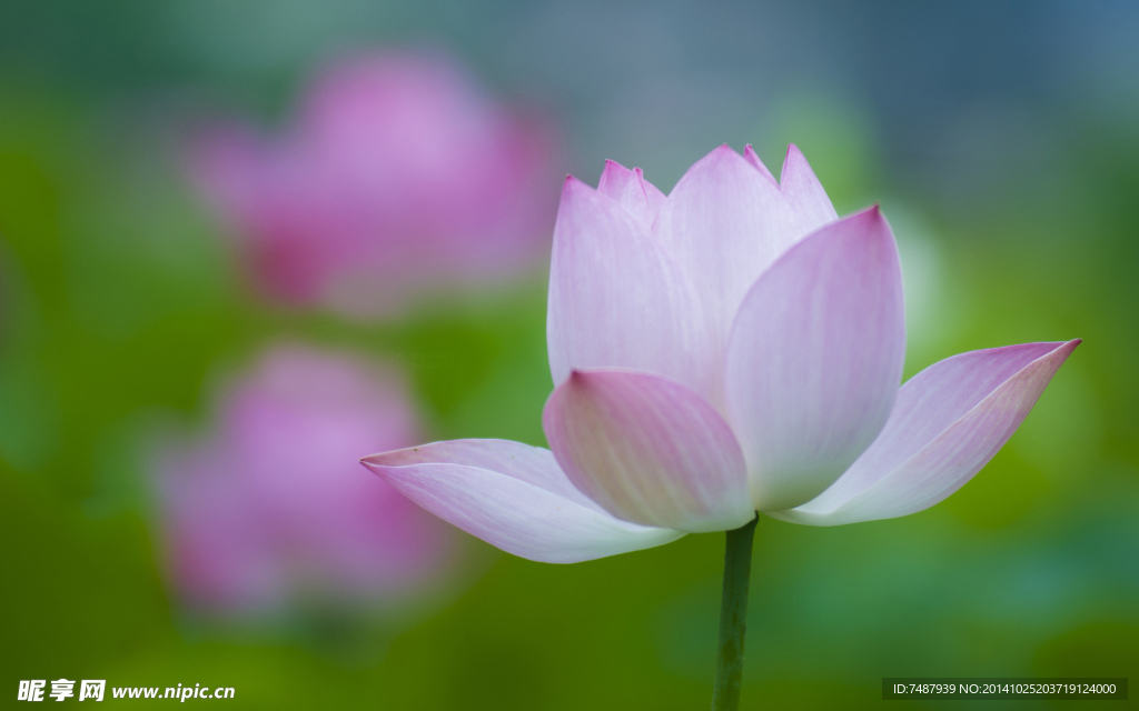 荷花