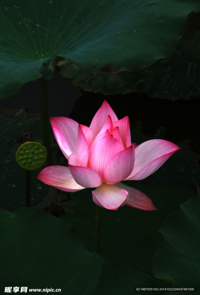荷花
