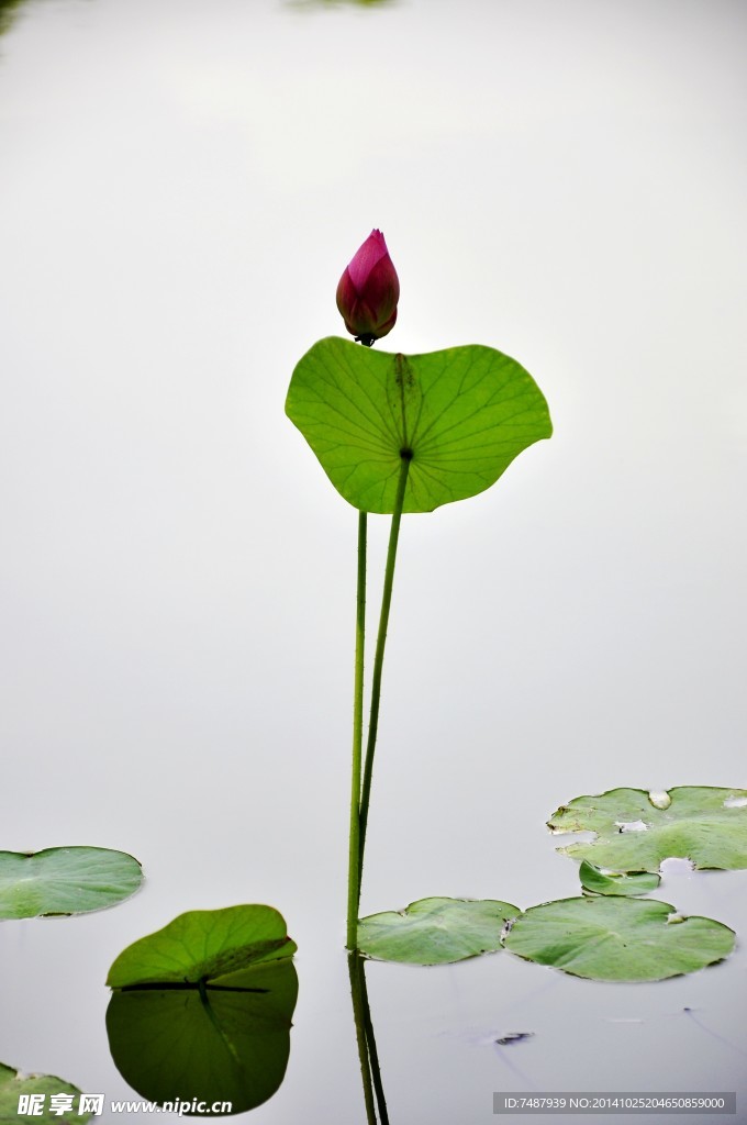 荷花