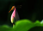 蜻蜓