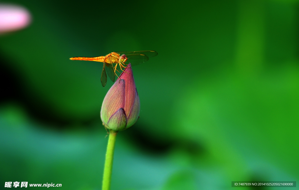 荷花