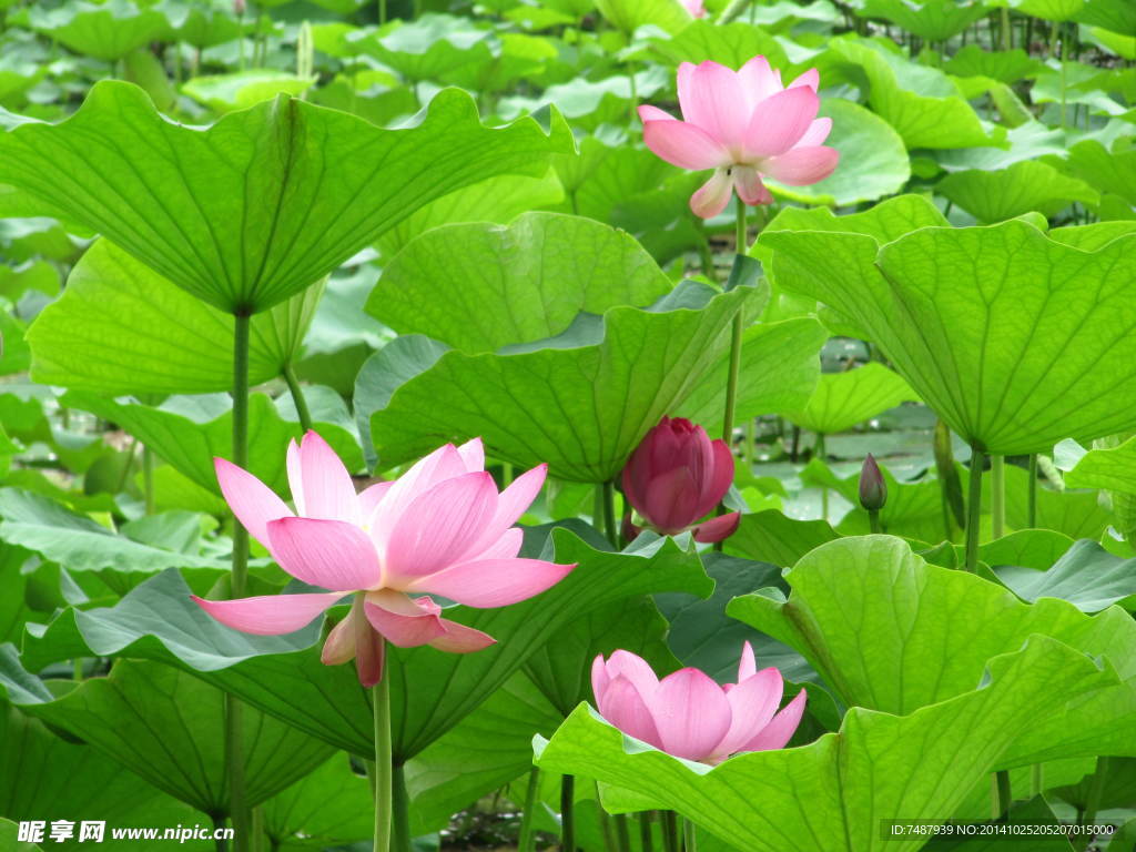 荷花