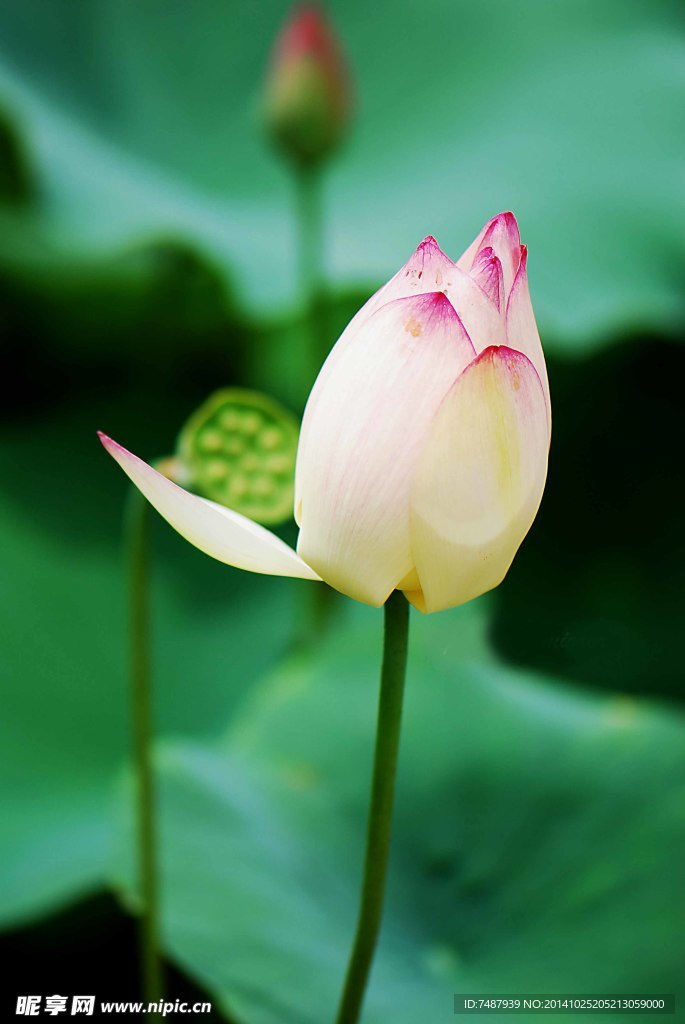 荷花