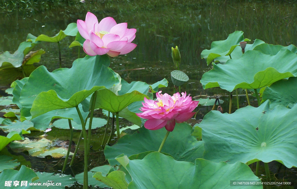 荷花