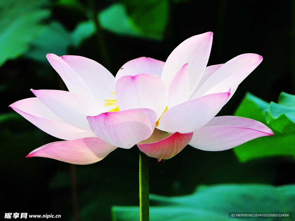 荷花