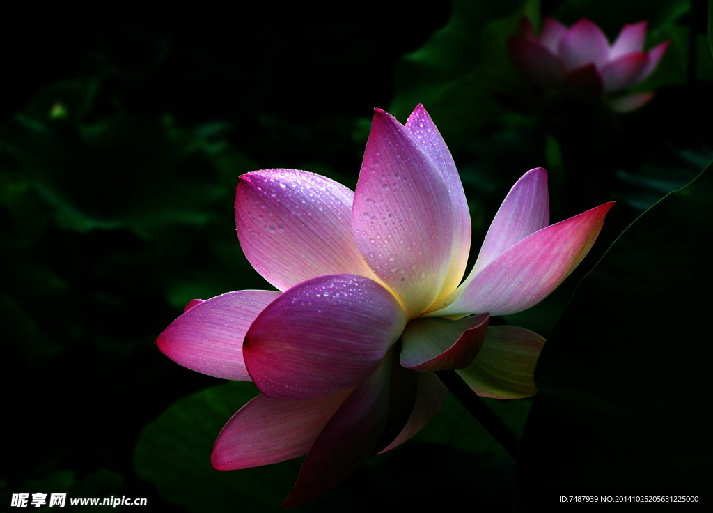 荷花