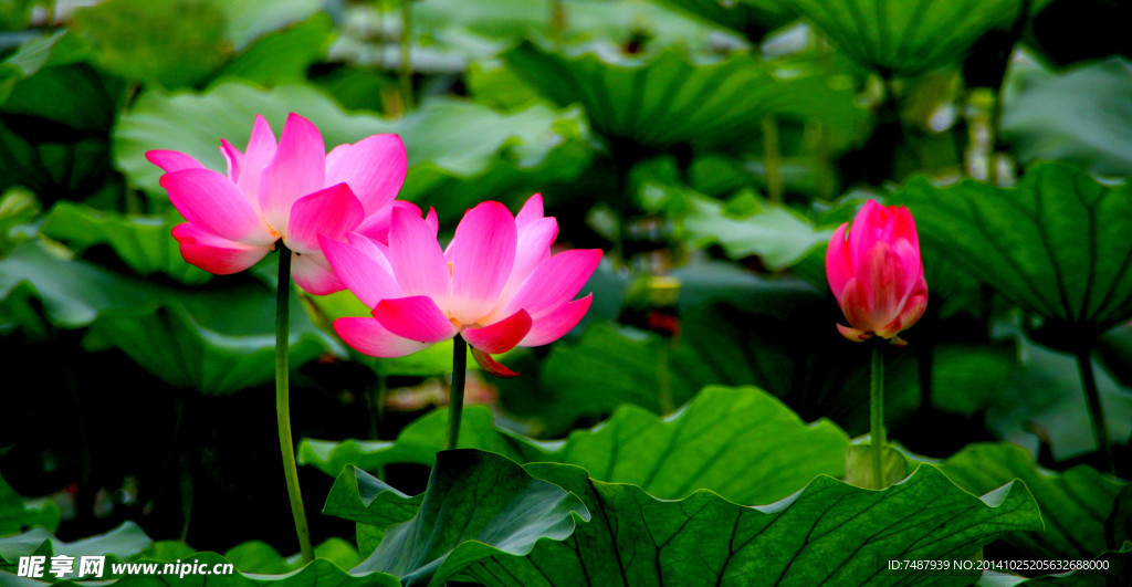 荷花