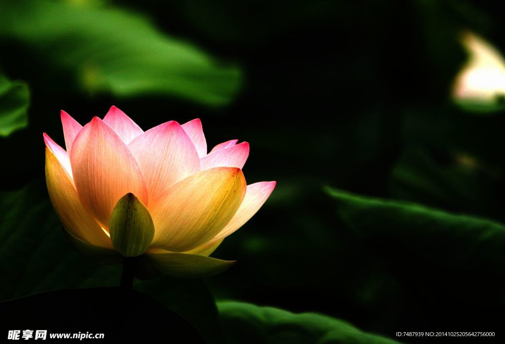 荷花