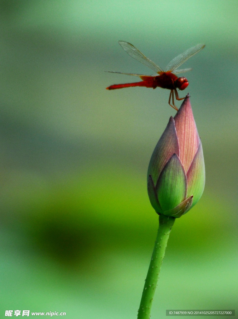荷花