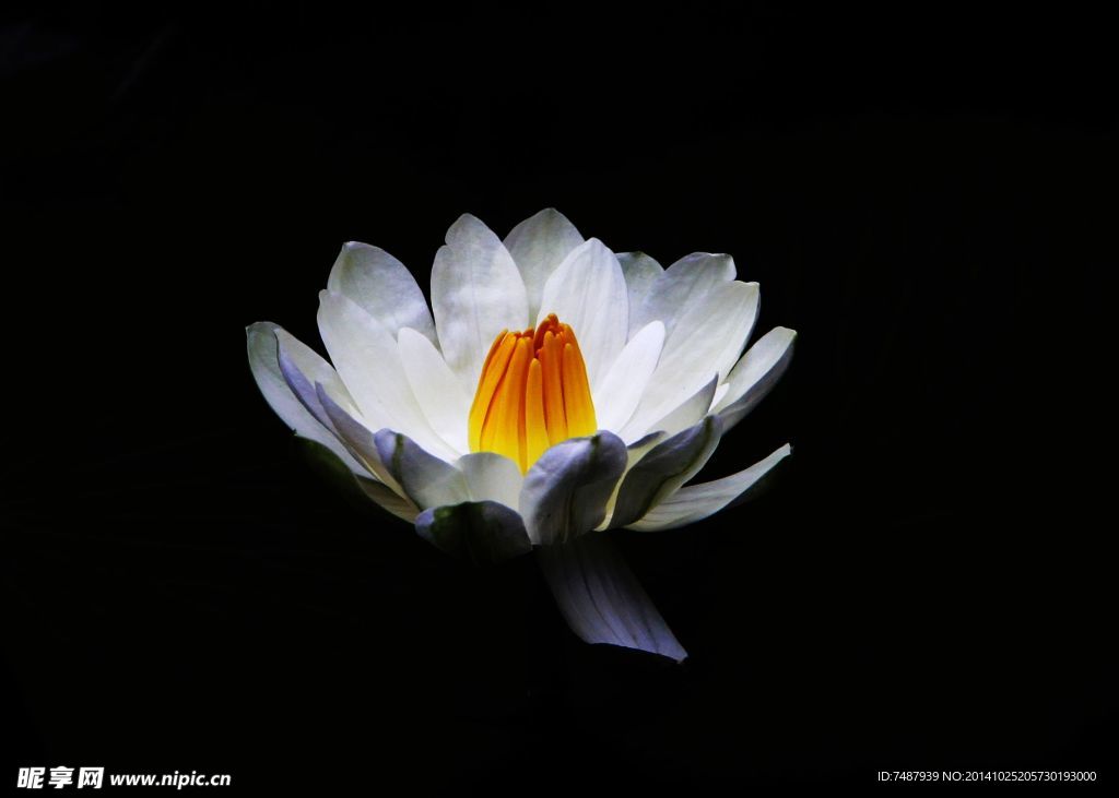 荷花