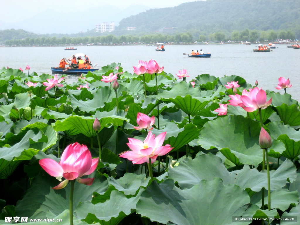 荷花
