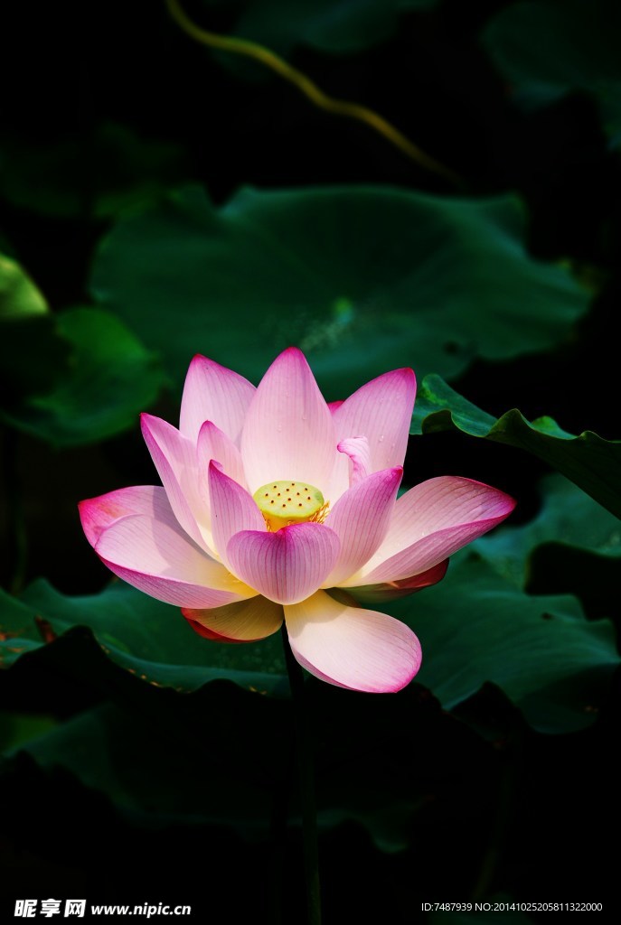 荷花