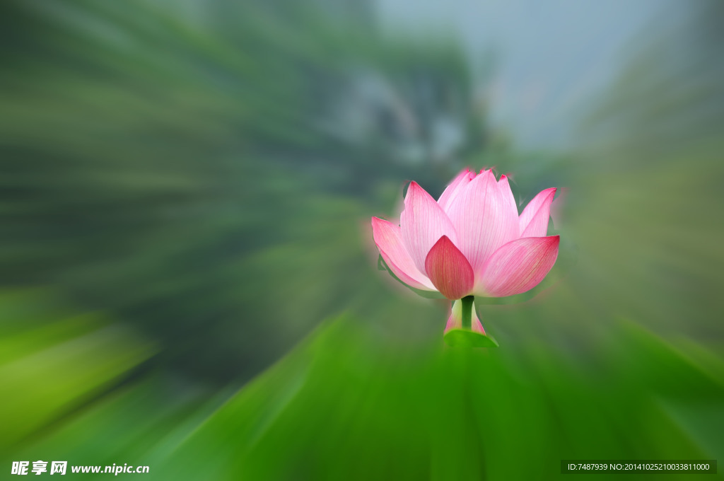 荷花