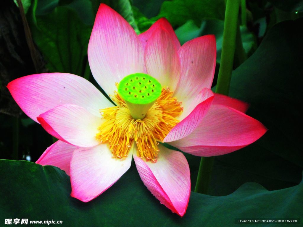 荷花