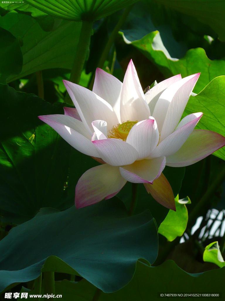 荷花