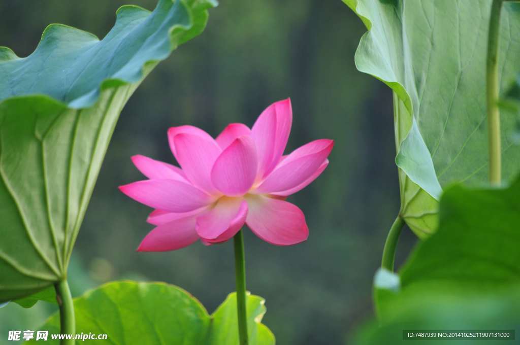 荷花