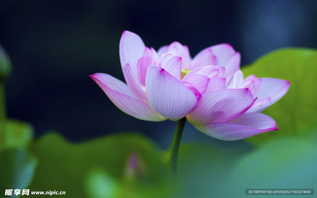 荷花