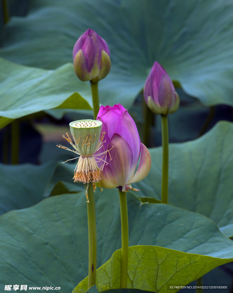 荷花