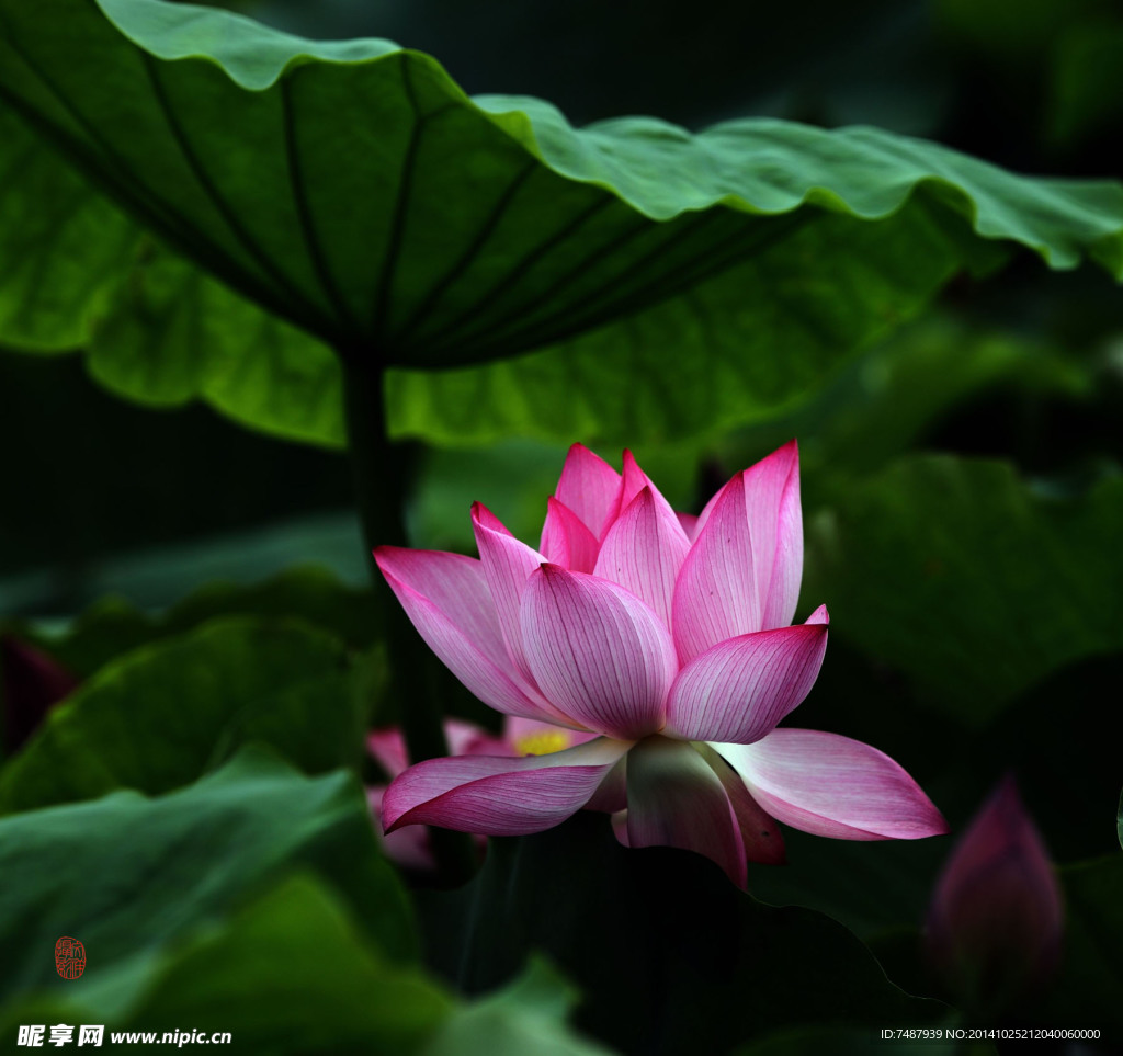 荷花