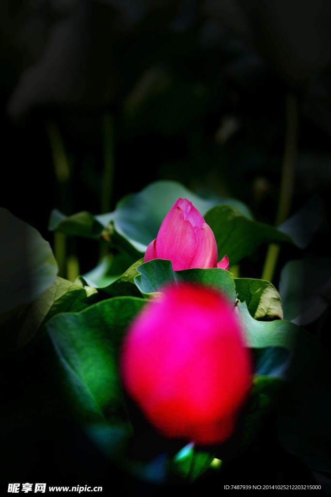 荷花