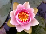 睡莲