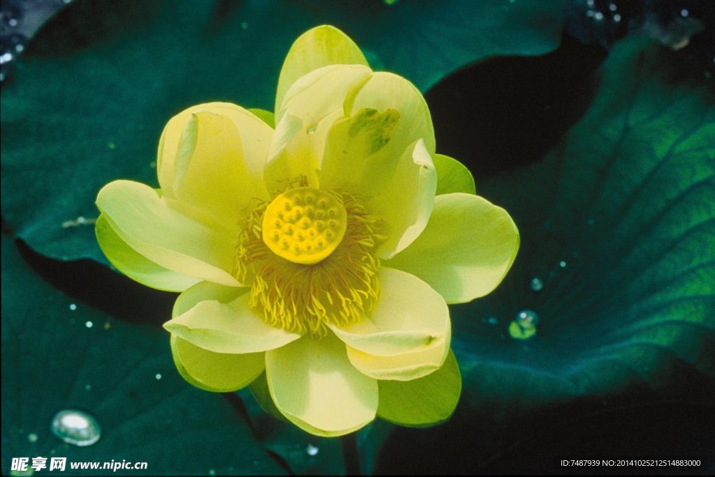 荷花