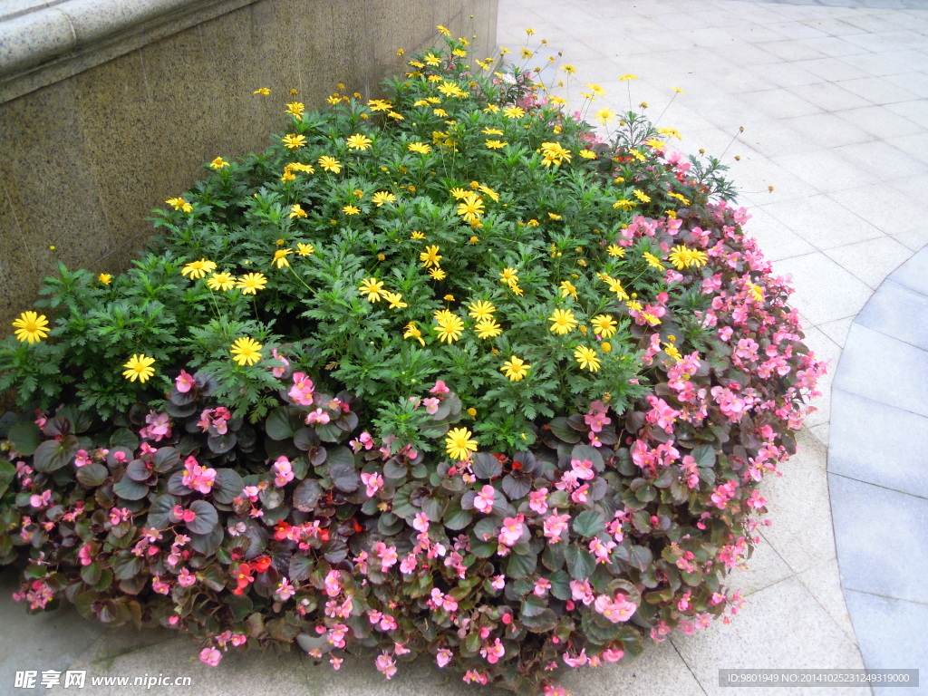 小菊花