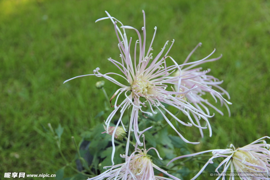 菊花