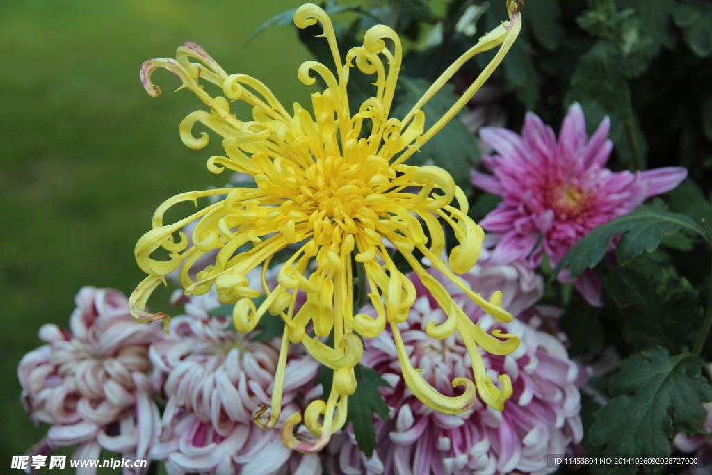 菊花