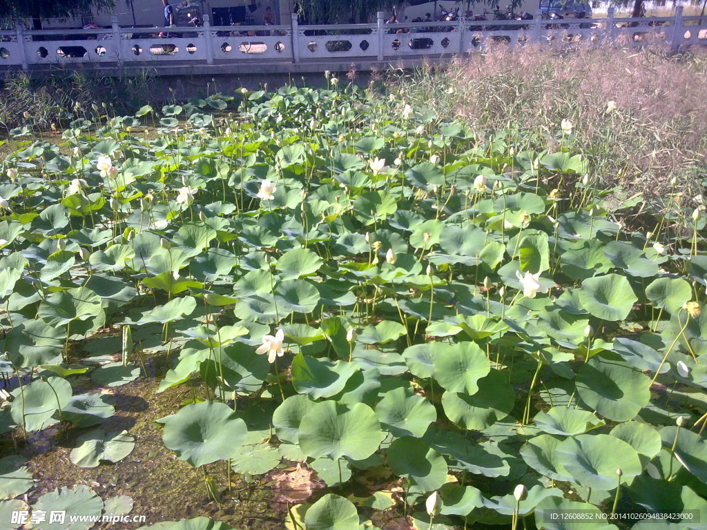 临洮县西湖公园荷花池