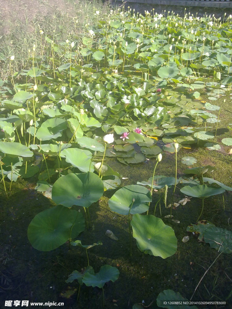 荷花池