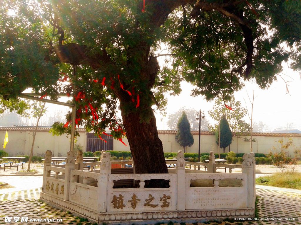 铁锅槐