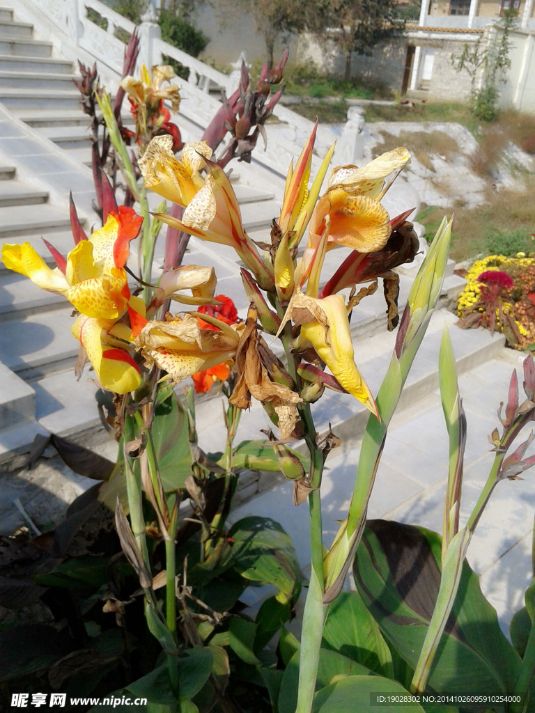 花卉