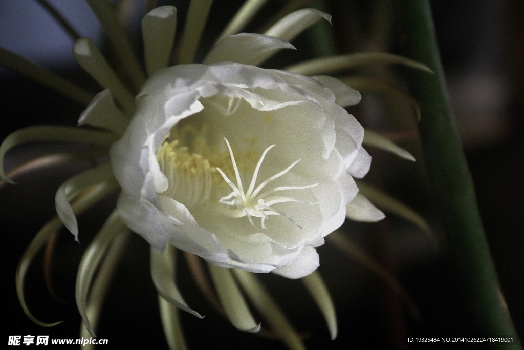 昙花