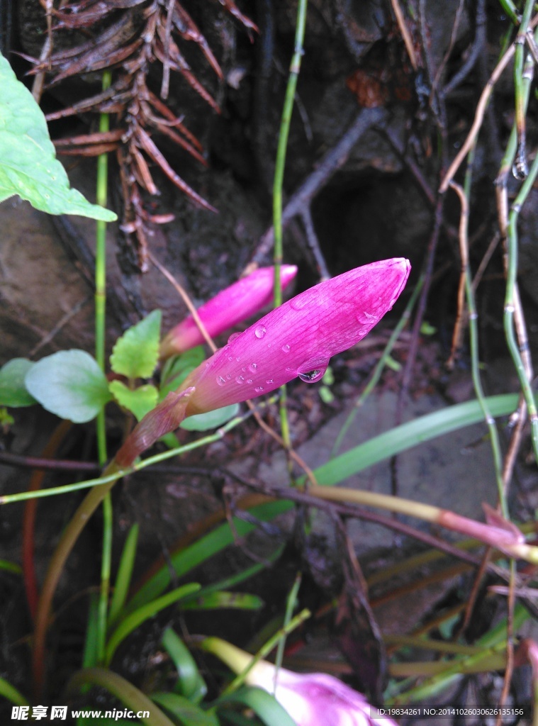雨天里的水仙花